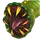 Acid Worm