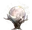 Rare Fruit