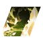 <Kohakucho> Hybrid Taimanin