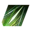 Monk Staff Art